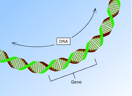 drawing of a section of a chromosome including dna and gene