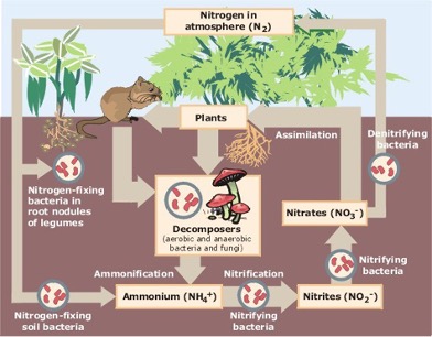 a drawing of the nitrogen cycle
