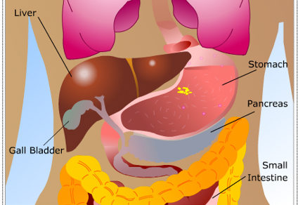 drawing of the stomach and small intestines